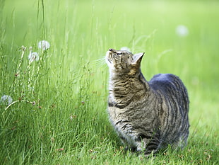 silver tabby cat on green grass field
