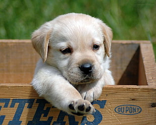 white puppy on brown wooden crate