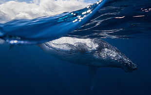black whale, whale, animals, sea, underwater