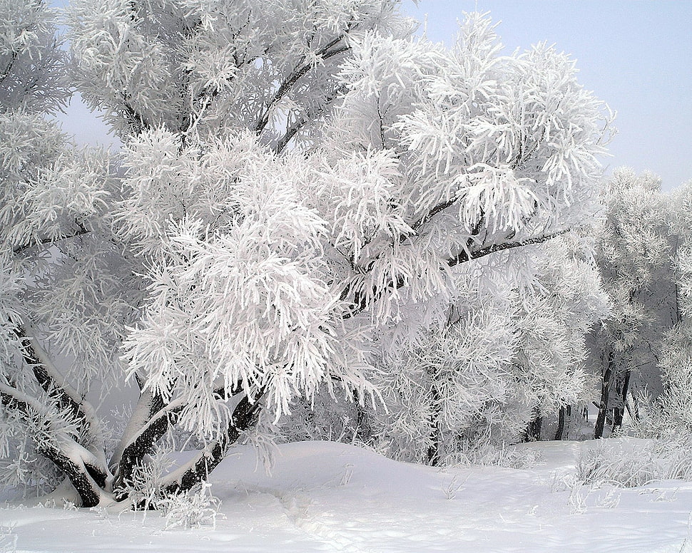 white trees with snow photo on daylights HD wallpaper