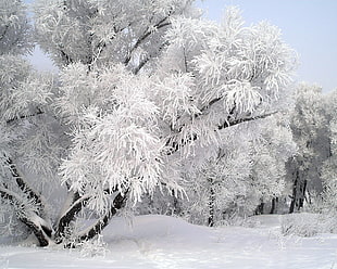 white trees with snow photo on daylights