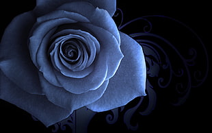 blue rose HD wallpaper