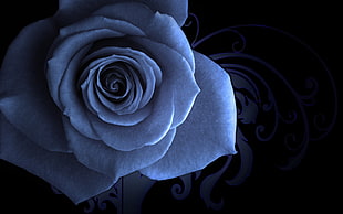 blue rose