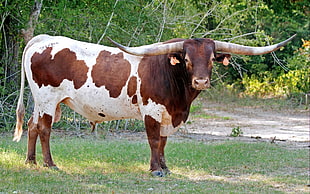 brown and white cow standing on green grass