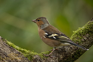brown and black bird, chaffinch