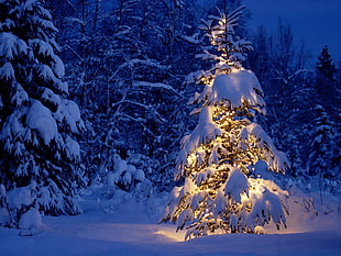 snowconed tree, Christmas, night, trees, winter