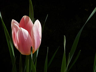 photo of pink Tulip flower HD wallpaper