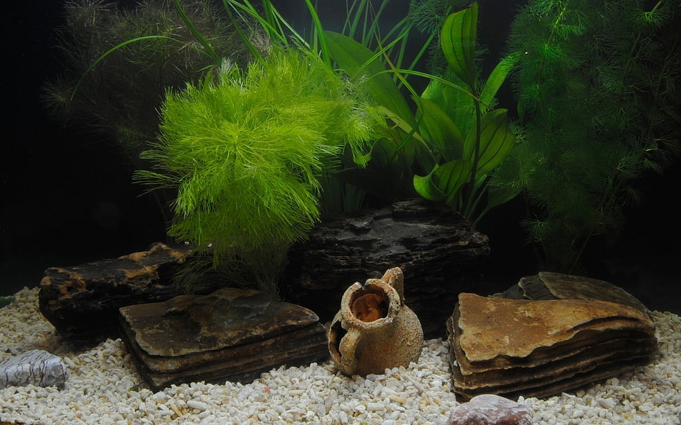 four black and brown fish tank rocks, aquarium HD wallpaper