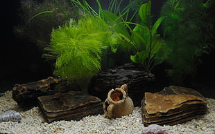 four black and brown fish tank rocks, aquarium