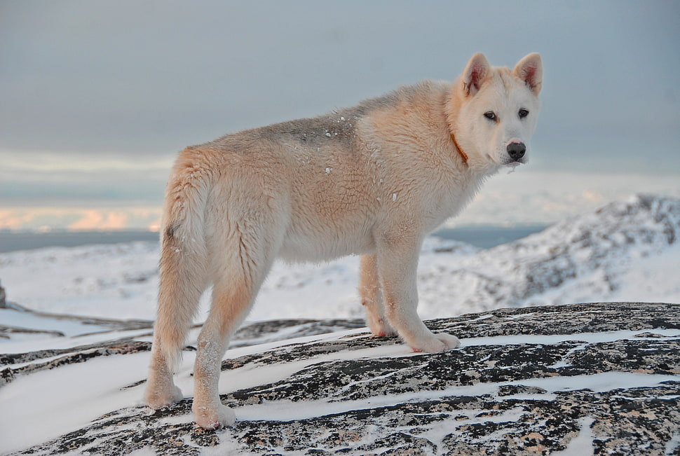 white wolf, Greenland dog, Dog, Snow HD wallpaper