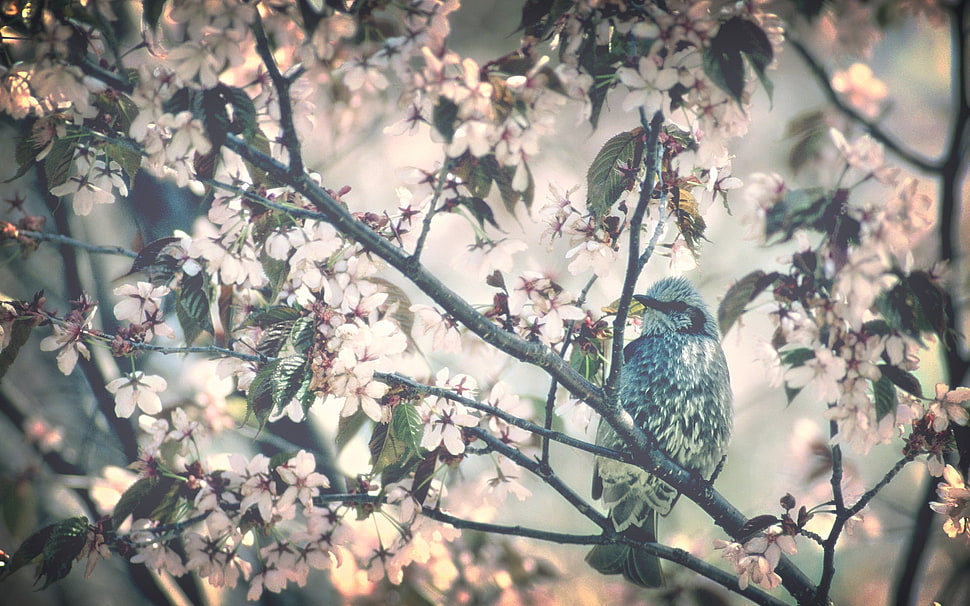 bird resting on wooden branch HD wallpaper