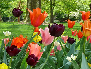 assorted colored flowers during daytime