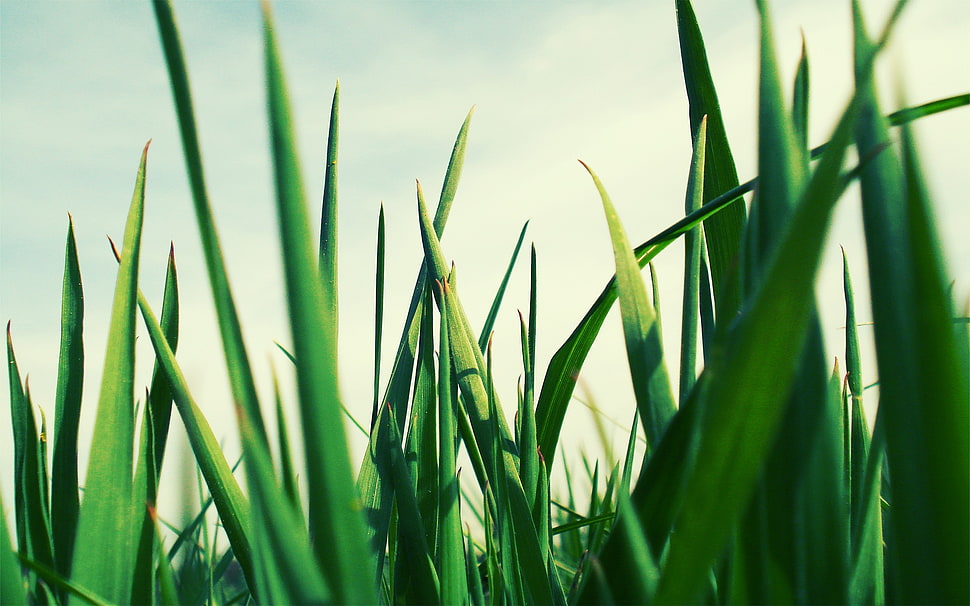 linear green leaf plant, nature HD wallpaper