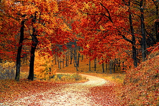 landscape photo of road in the middle of forest with red leaf trees during daytime