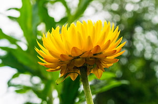 yellow flower, daisy HD wallpaper