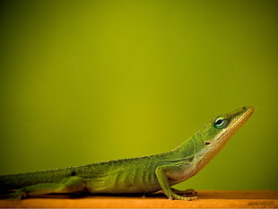 green lizard, animals