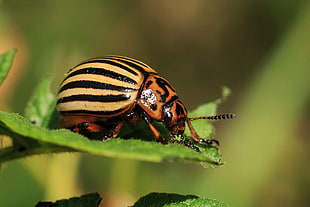 closeup photography of Colorado Potato Beetle on leaf during daytime HD wallpaper