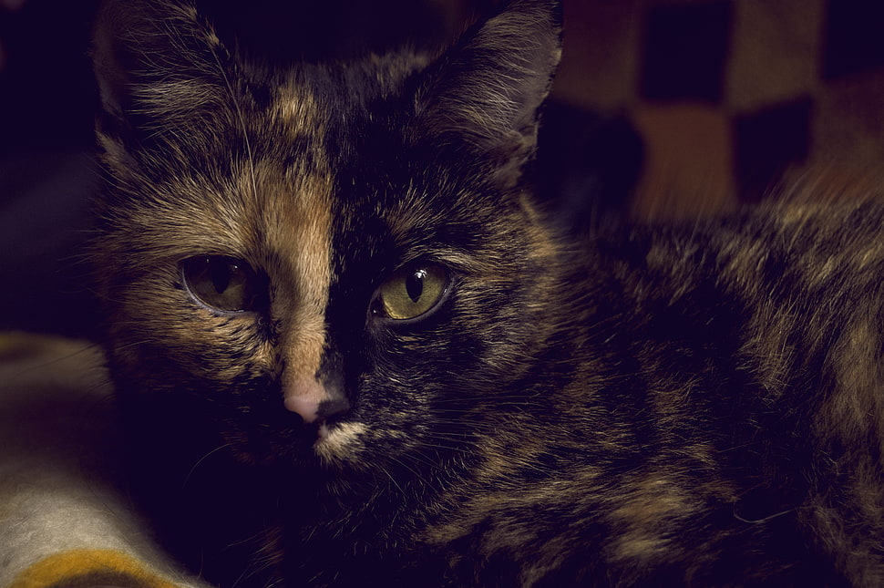 short-fur black and grey cat HD wallpaper