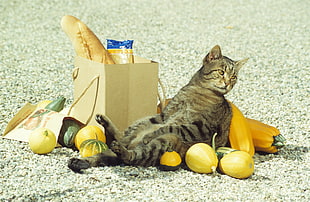 Cat near paper bag with foods