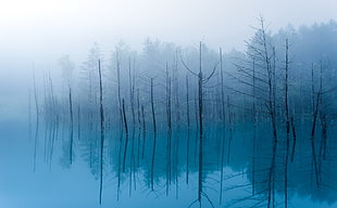 landscape photography of trees on body of water