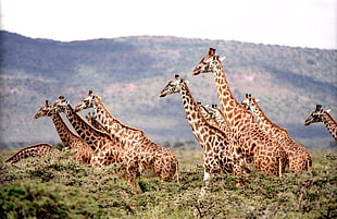 Giraffes photo on forest HD wallpaper