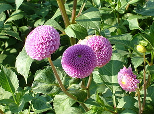 purple Dahlia flower