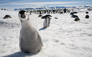 Penguins on snow
