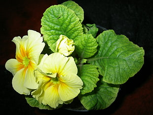 two white-and-yellow flowers with green leaves