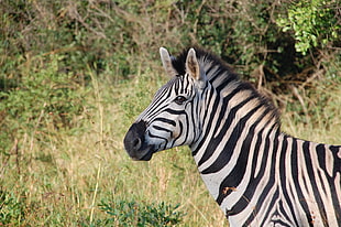 selective focus of Zebra animal