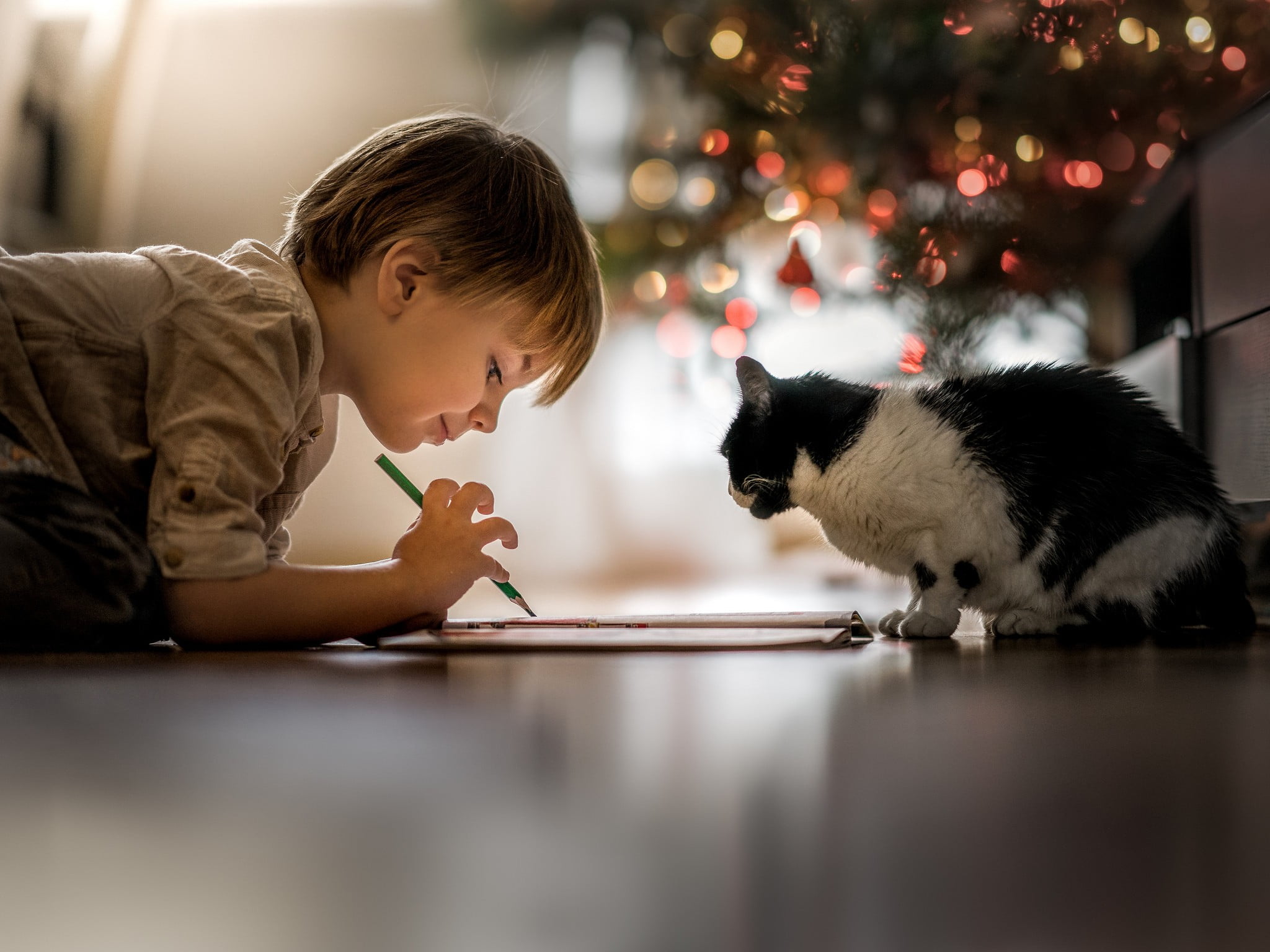 bicolor cat, little boy, children, cat