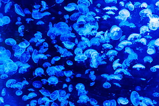 school of jelly fish HD wallpaper
