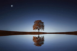 tree near lake during night time HD wallpaper