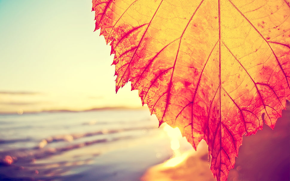 yellow and red leaf, beach, depth of field, leaves HD wallpaper