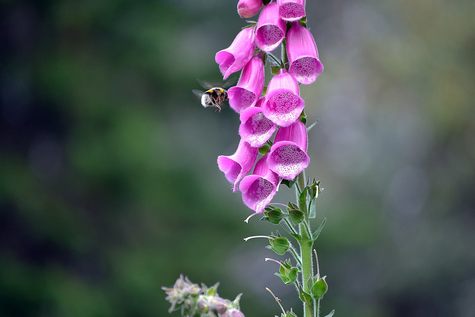 purple bell flower, flowers, macro, bees, insect HD wallpaper