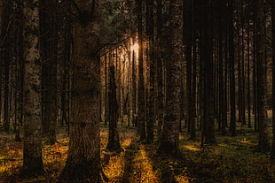 landscape photography of forest during sunset