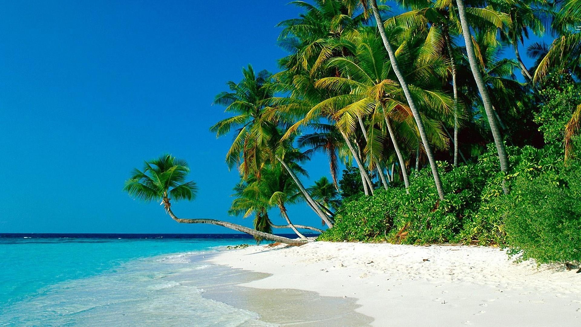 Green coconut tree, beach, nature, tropical, palm trees HD wallpaper