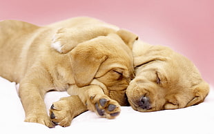 two brown puppies HD wallpaper