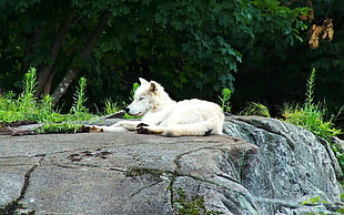 white fox on top of stone ledge