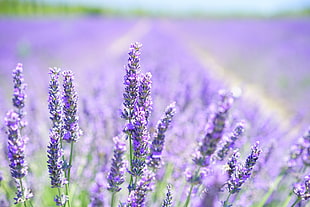 purple peteled flower field during daytime HD wallpaper