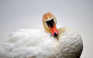 shallow focus photography of white goose HD wallpaper