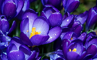purple flowers, nature, crocus, flowers, purple flowers HD wallpaper