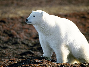white polar bear HD wallpaper