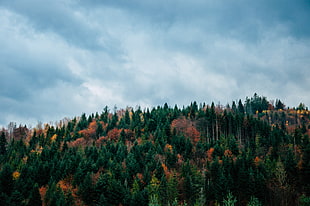 green trees, Trees, Sky, Autumn HD wallpaper