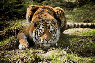 photography of tiger HD wallpaper