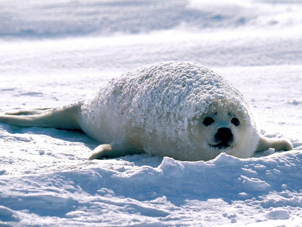 white seal, seals, animals, nature, snow HD wallpaper