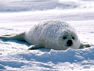 white seal, seals, animals, nature, snow