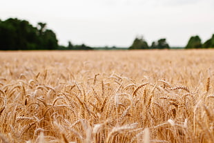 field, agriculture, grain, cereal HD wallpaper