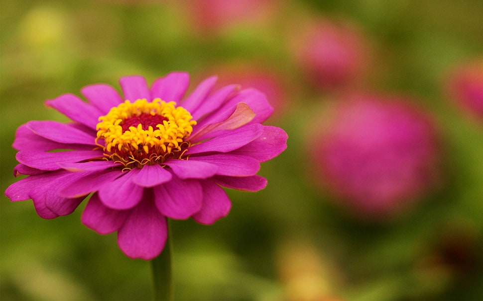 pink Zinnia flower in closeup photography HD wallpaper