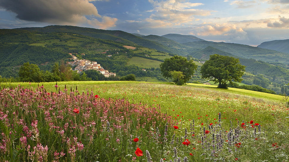 red Poppy flower field during daytime HD wallpaper