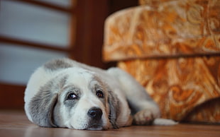 short-coated white and grey puppy near the ottoman bench